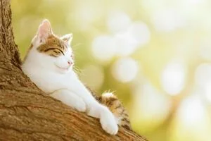 Температура днем до +19: синоптики рассказали украинцам о погоде 1 апреля