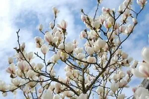 В Киеве уже цветут первые магнолии (фото)