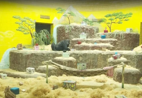 Единственной горилле в Украине исполнилось 45 лет