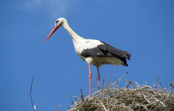 Будет град и сильный ветер: синоптики рассказали о погоде на 15 августа