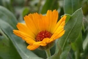 По Украине после Нового года начали замечать цветущие подснежники, одуванчики и календулу (фото)