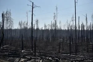 Полиция вручила уже два подозрения по факту поджога леса в Чернобыльской зоне