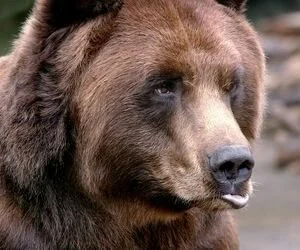 В Белой Церкви медведь набросился на зрителей цирка