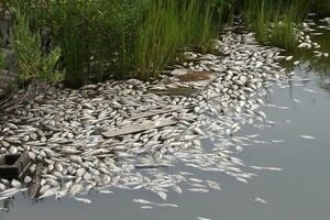 Рядом с курортной зоной в Николаевской области начался массовый мор рыбы