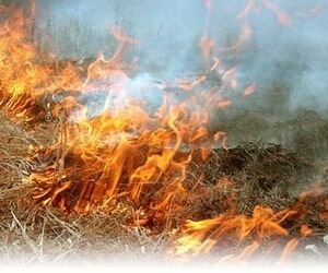 На окраине Киева начался пожар: горит 4 га сухой травы