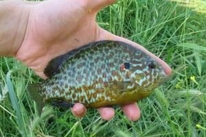 В Днепропетровской области рыбаки выловили редкую "американскую" рыбу