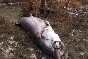 В Измаиле браконьеры поймали и убили огромную белугу, занесенную в Красную книгу