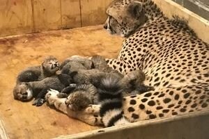 В США самка гепарда родила рекордное количество детенышей (фото)