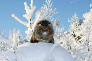 Татьянин день: синоптики предупредили украинцев о морозах