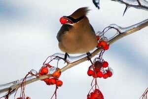 В Украину идет мороз: синоптики рассказали, какая погода ожидается во вторник