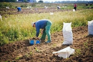 Нацбанк выпустит монету с картошкой. Фото
