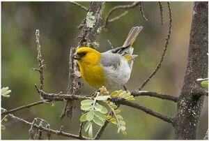 Под Николаевом построили искусственный остров для редких и исчезающих видов птиц