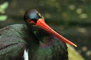 Киевский зоопарк выпустит черных редких аистов на волю