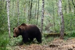 В Чернобыльской зоне заметили редкий вид хищника (видео) 