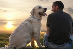 В Украине могут создать реестр домашних животных