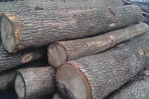 В Одесской области лесничий продавал кругляк дуба за взятки