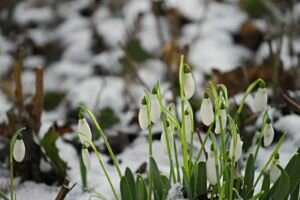 Метеорологи заявили, что весна в Киев пришла на неделю раньше