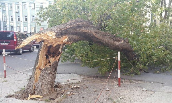 В Киевской области дерево рухнуло на маршрутку с пассажирами: есть тяжело пострадавшие (фото)